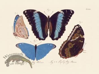 Jablonsky Butterfly 026